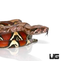 Guyana Redtail Boa for sale - Underground Reptiles