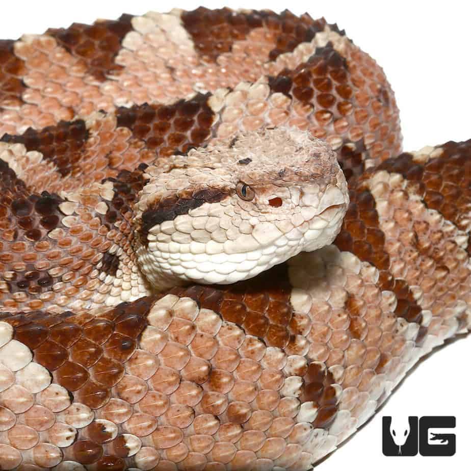 Honduran Jumping Pit Vipers (Atropoides Indomitus) For Sale