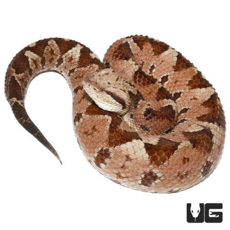 Honduran Jumping Pit Viper For Sale - Underground Reptiles