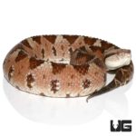 Honduran Jumping Pit Viper For Sale - Underground Reptiles