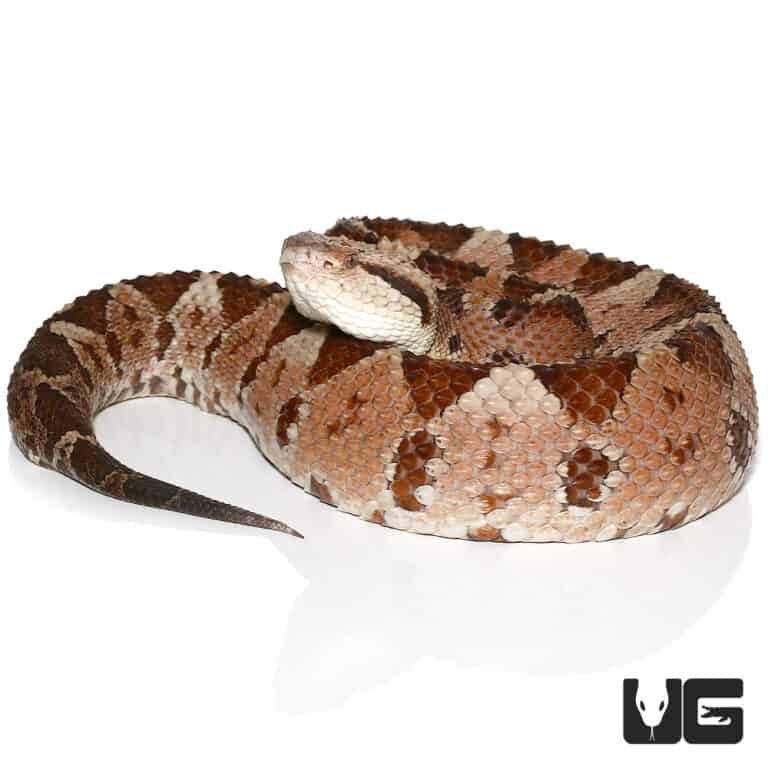 Honduran Jumping Pit Vipers (Atropoides Indomitus) For Sale