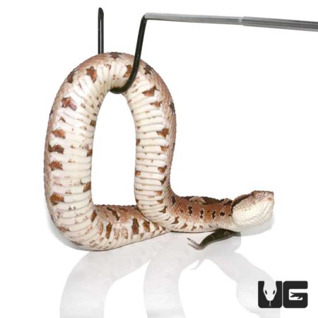 Honduran Jumping Pit Viper For Sale - Underground Reptiles