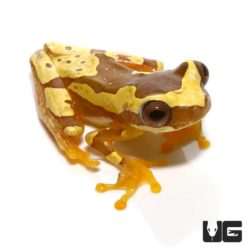 Hourglass Tree Frogs For Sale - Underground Reptiles