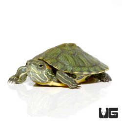 Baby Hybrid Yellowbelly Slider Turtle For Sale - Underground Reptiles