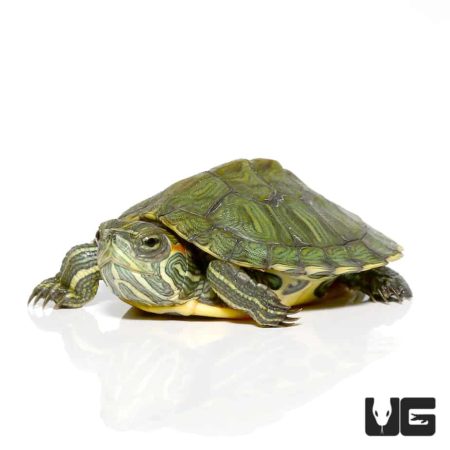Baby Yellowbelly Slider Turtle For Sale - Underground Reptiles