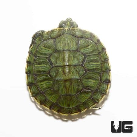 Baby Hybrid Yellowbelly Slider Turtle For Sale - Underground Reptiles