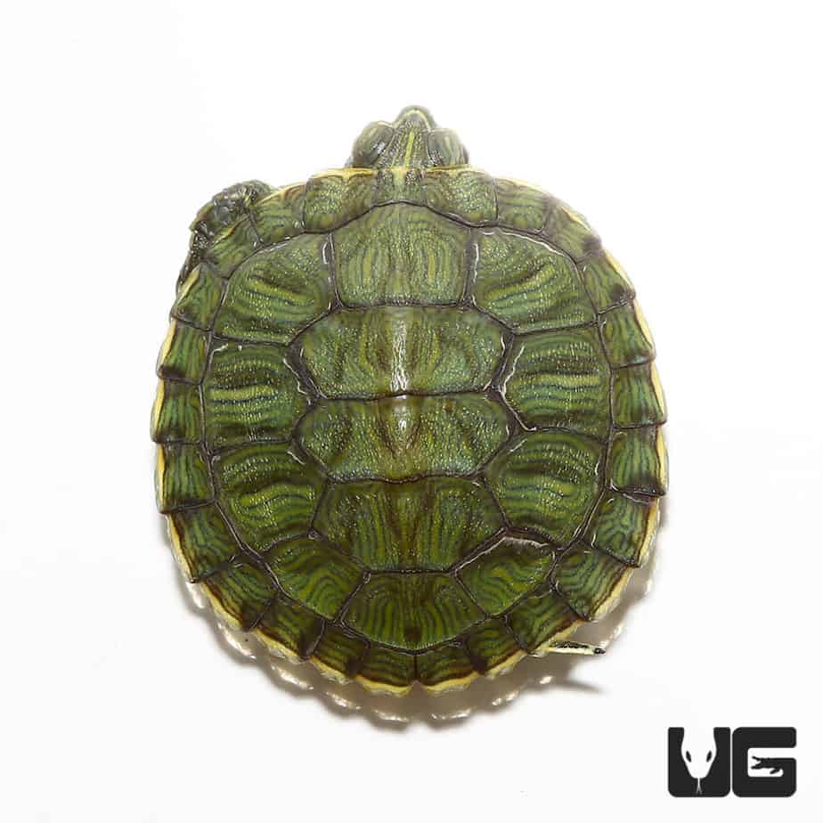 Baby Yellowbelly Slider Turtle For Sale - Underground Reptiles