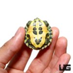 Baby Hybrid Yellowbelly Slider Turtle For Sale - Underground Reptiles