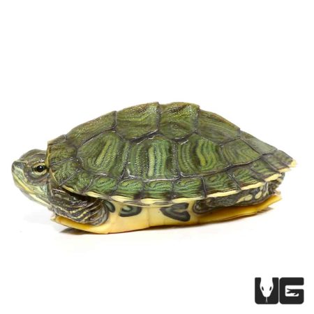 Baby Hybrid Yellowbelly Slider Turtle For Sale - Underground Reptiles