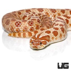 Hypo Western Hognose Snake For Sale - Underground Reptiles