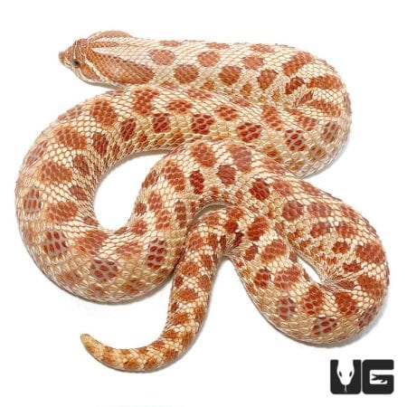 Hypo Western Hognose Snake For Sale - Underground Reptiles