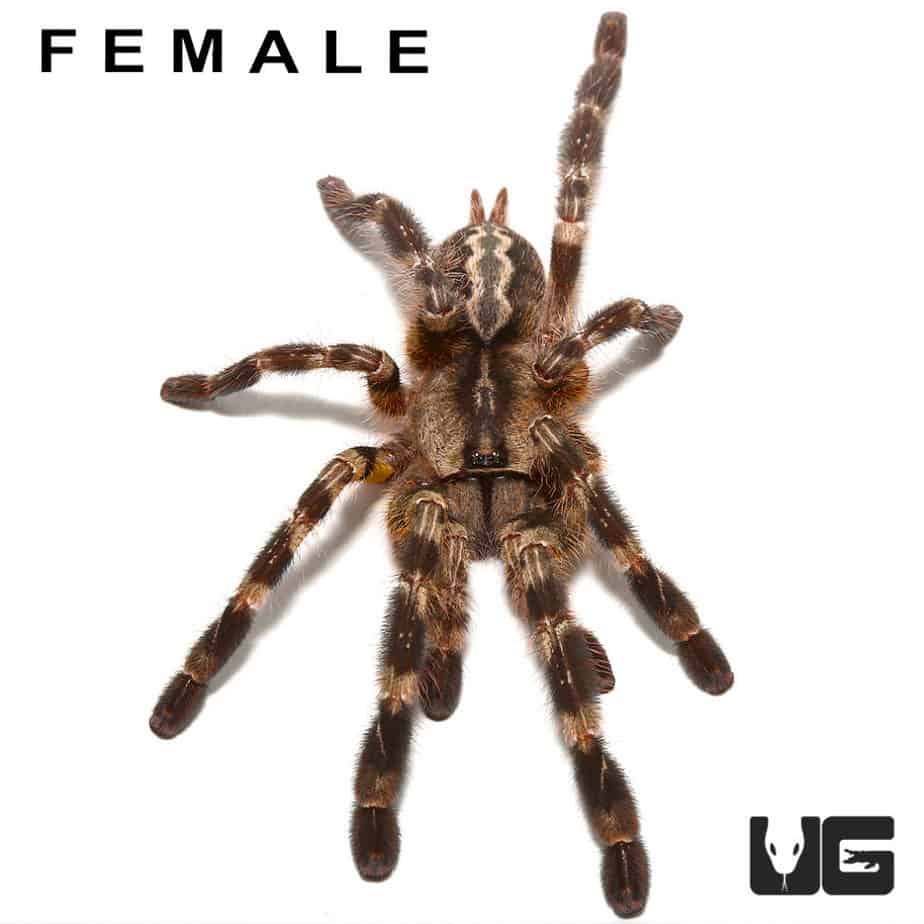 Juvenile Indian Ornamental Tarantulas For Sale Underground Reptiles