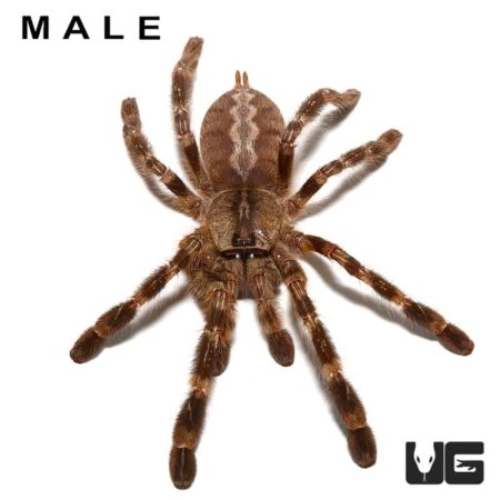 Indian Ornamental Tarantula Pairs For Sale - Underground Reptiles