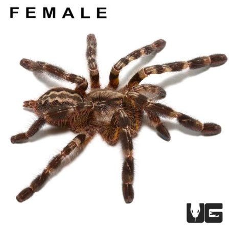 Indian Ornamental Tarantula Pairs For Sale - Underground Reptiles