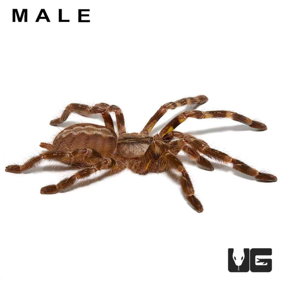 Juvenile Indian Ornamental Tarantulas For Sale Underground Reptiles