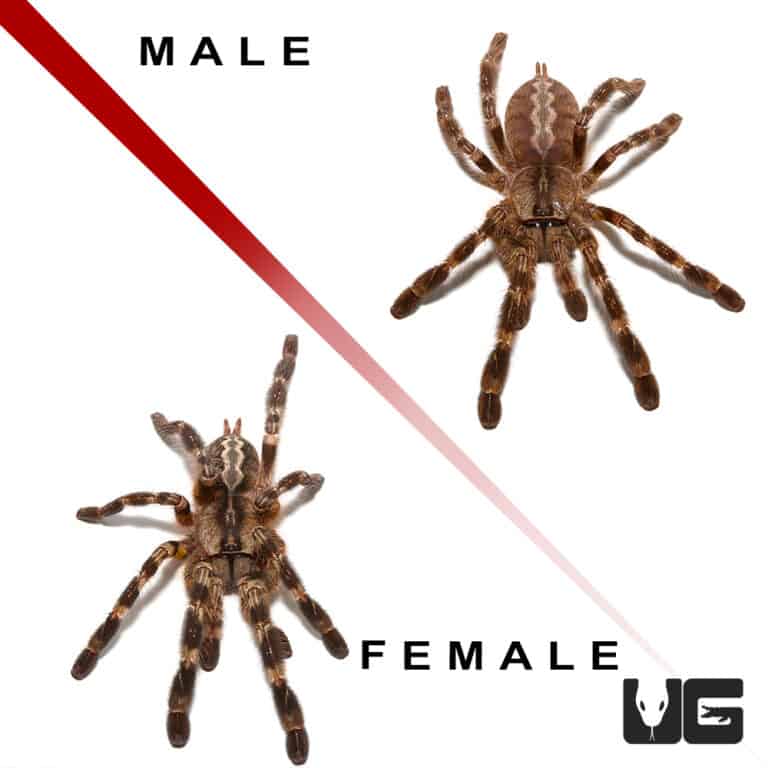 Juvenile Indian Ornamental Tarantulas For Sale Underground Reptiles
