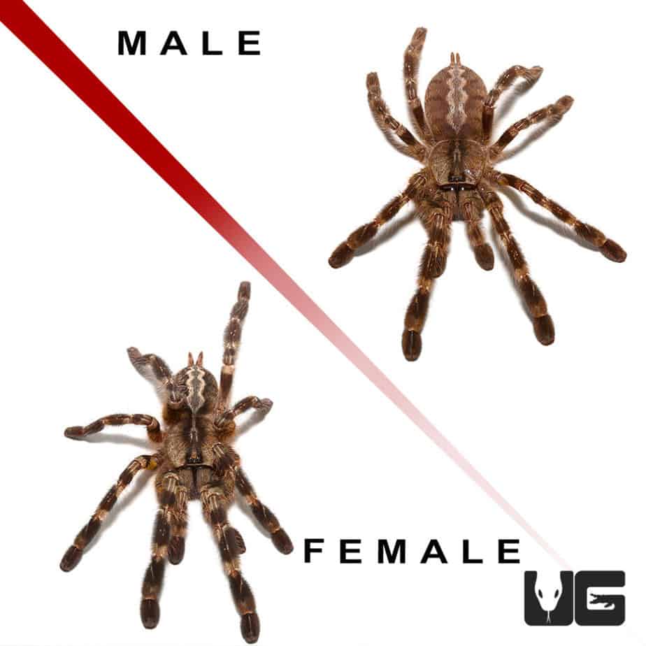 Juvenile Indian Ornamental Tarantulas For Sale Underground Reptiles