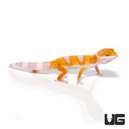 Juvenile Albino Leopard Geckos For Sale - Underground Reptiles