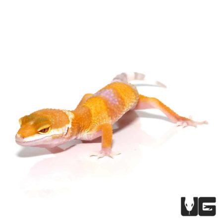 Juvenile Albino Leopard Geckos For Sale - Underground Reptiles