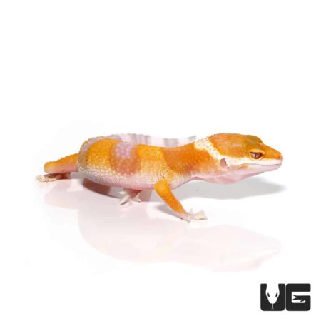 Juvenile Albino Leopard Geckos For Sale - Underground Reptiles
