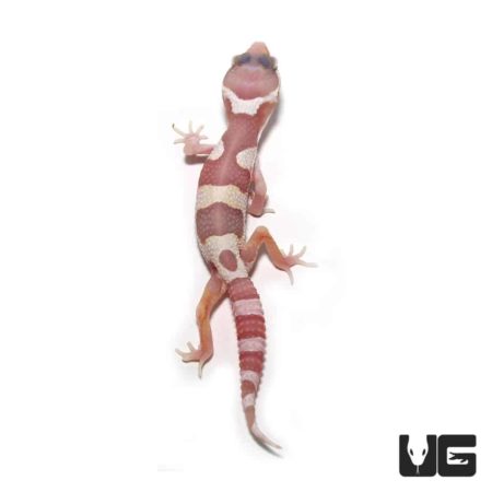 Juvenile Albino Mack Snow Leopard Gecko For Sale - Underground Reptiles