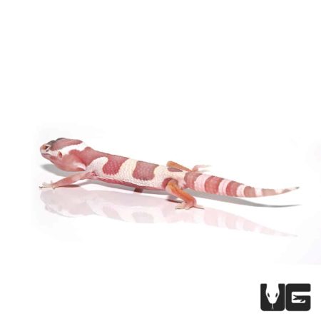 Juvenile Albino Mack Snow Leopard Gecko For Sale - Underground Reptiles