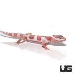 Juvenile Albino Mack Snow Leopard Gecko For Sale - Underground Reptiles