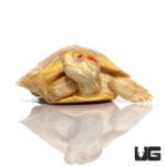Juvenile Albino Red Ear Slider Turtles For Sale - Underground Reptiles