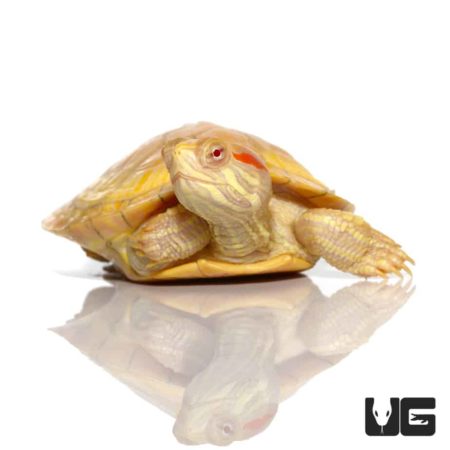 Baby Albino Red Ear Slider Turtles For Sale - Underground Reptiles