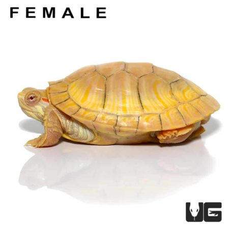 Juvenile Albino Red Ear Slider Turtles For Sale - Underground Reptiles