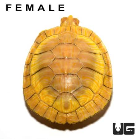 Juvenile Albino Red Ear Slider Turtles For Sale - Underground Reptiles