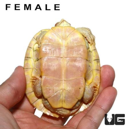 Juvenile Albino Red Ear Slider Turtles For Sale - Underground Reptiles