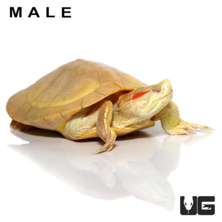 Juvenile Albino Red Ear Slider Turtles For Sale - Underground Reptiles