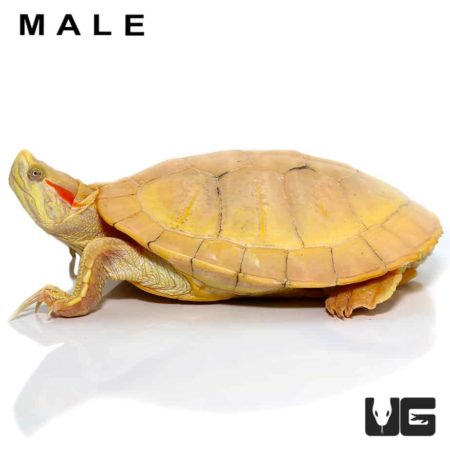 Juvenile Albino Red Ear Slider Turtles For Sale - Underground Reptiles