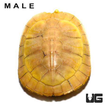 Juvenile Albino Red Ear Slider Turtles For Sale - Underground Reptiles