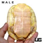 Juvenile Albino Red Ear Slider Turtles For Sale - Underground Reptiles