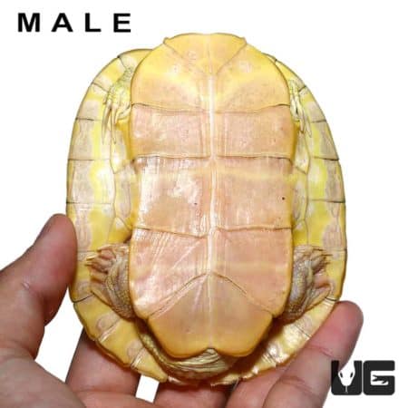 Juvenile Albino Red Ear Slider Turtles For Sale - Underground Reptiles