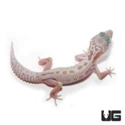 Juvenile Leucistic Mack Snow Leopard Gecko For Sale - Underground Reptiles