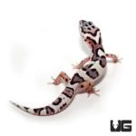 Juvenile Mack Snow Leopard Gecko For Sale - Underground Reptiles