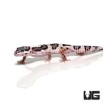 Juvenile Mack Snow Leopard Gecko For Sale - Underground Reptiles