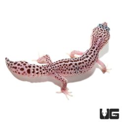 Juvenile super snow Leopard Geckos For Sale - Underground Reptiles