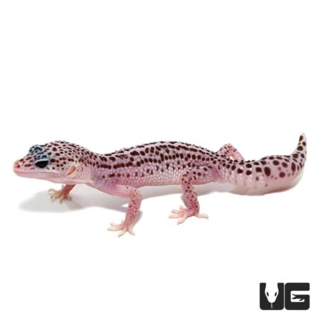 Juvenile super snow Leopard Geckos For Sale - Underground Reptiles