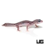 Juvenile super snow Leopard Geckos For Sale - Underground Reptiles
