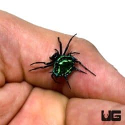 Metallic Green Crown Spider For Sale - Underground Reptiles