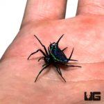 Metallic Green Crown Spider For Sale - Underground Reptiles