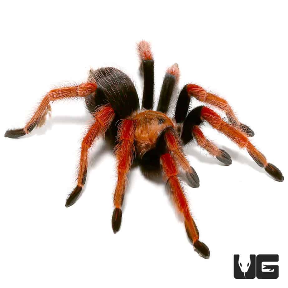 Mexican Fireleg Tarantulas For Sale Underground Reptiles