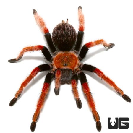 3 - 4 Inch Mexican Fire Leg Tarantulas For Sale - Underground Reptiles