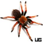 3 - 4 Inch Mexican Fire Leg Tarantulas For Sale - Underground Reptiles