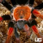 3 - 4 Inch Mexican Fire Leg Tarantulas For Sale - Underground Reptiles