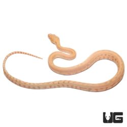 Baby Albino Darwin's Carpet Python For Sale - Underground Reptiles